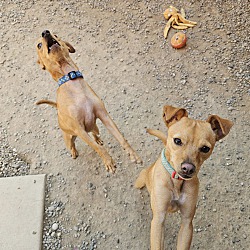 bonded pet photo