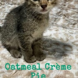 Thumbnail photo of Oatmeal Creme Pie #2