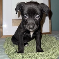 adopt-pet