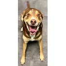 Adopt A Pet :: Hammy - Jackson, MI