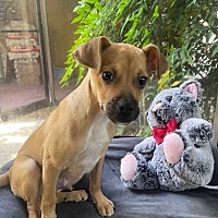 adopt a pet