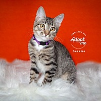 adopt a pet