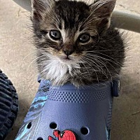 adopt a pet