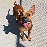 adopt a pet
