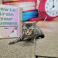 adopt a pet
