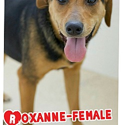Thumbnail photo of Roxanne (Pom-cr) #2