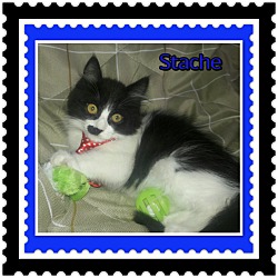 Thumbnail photo of Stache #1