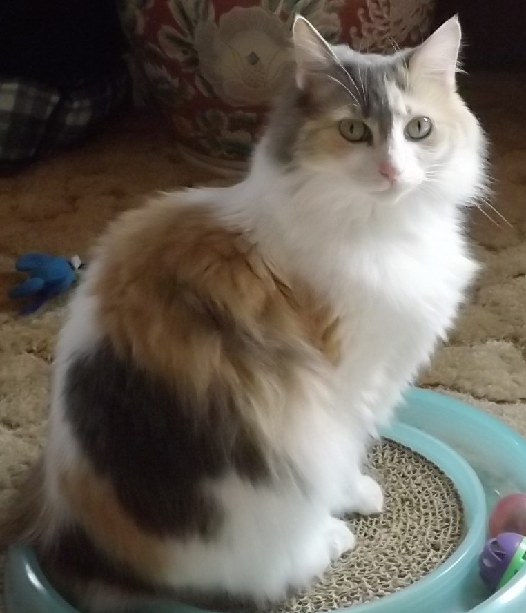 Salem Or Calico Meet Duchess A Pet For Adoption