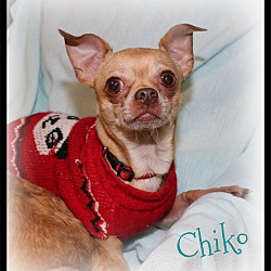 Thumbnail photo of Chiko #1