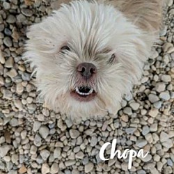 Photo of Chapa