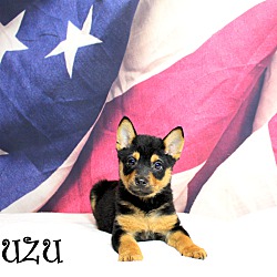Thumbnail photo of ZuZu~adopted! #2