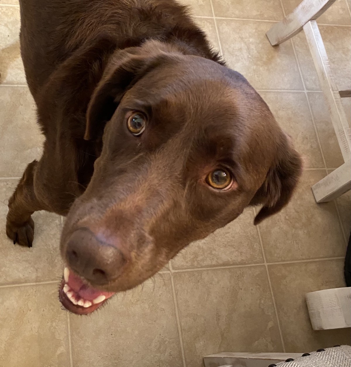 Adopt Allie a Brown/Chocolate Labrador Retriever / Weimaraner / Mixed