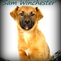 Thumbnail photo of Sam Winchester~adopted! #1