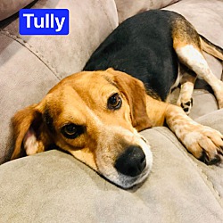 Thumbnail photo of TULLY #1