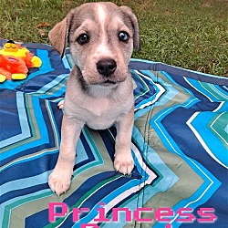 Thumbnail photo of Princess Peach #1