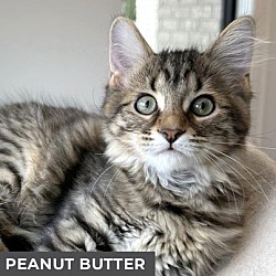 Thumbnail photo of Peanut Butter #1