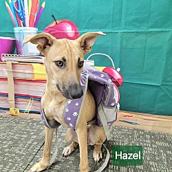 Thumbnail photo of Hazel #3