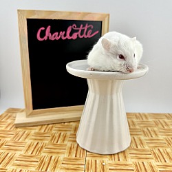 Thumbnail photo of Charlotte #2