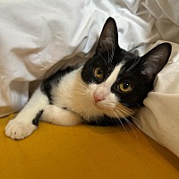 adopt a pet
