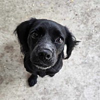 adopt-pet