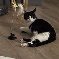 adopt a pet