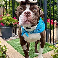 adopt a pet