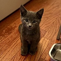adopt a pet