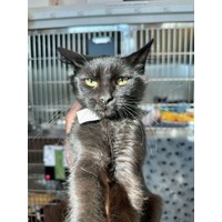 adopt-pet