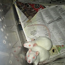 Thumbnail photo of 2 BABY BOY RATS FROM DEPTFORD! #2