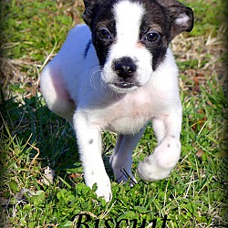 Thumbnail photo of Biscuit~adopted! #2