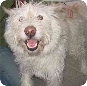 wheaten terrier husky mix