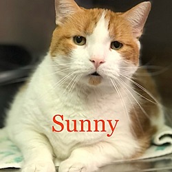 Photo of SUNNY Cat