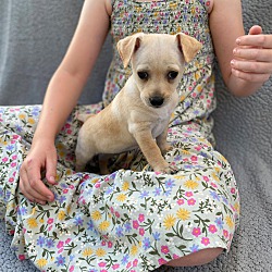 Thumbnail photo of Pearl - Ruby Pup #2