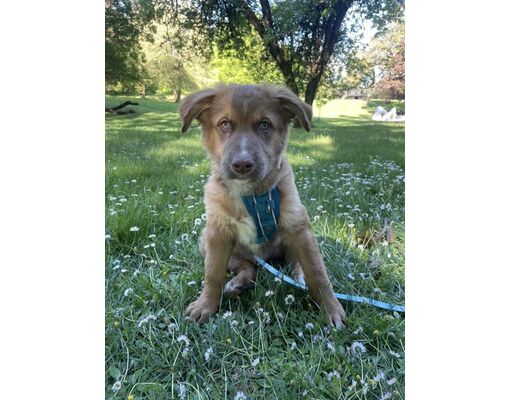 Corvallis, OR - Mixed Breed (Medium)/Mixed Breed (Medium). Meet Phoenix