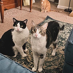 bonded pet photo