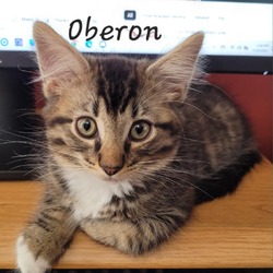 Photo of Oberon