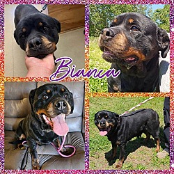 Thumbnail photo of Bianca #2