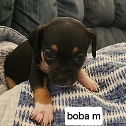 Thumbnail photo of Boba #2