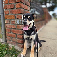 adopt a pet