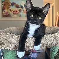 adopt a pet