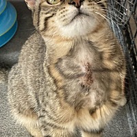 adopt-pet