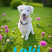adopt a pet