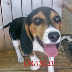 Thumbnail photo of CHARLIE #1