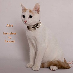 Thumbnail photo of Alice Cooper #1