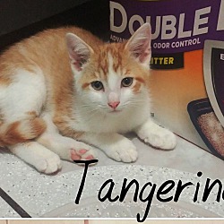 Thumbnail photo of Tangerine #2