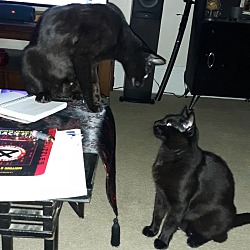 Thumbnail photo of Blackie and Olaf #1