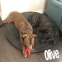 Thumbnail photo of Olive #4