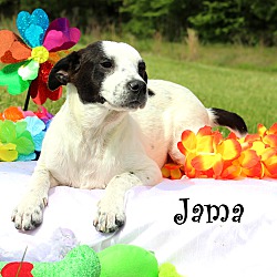 Thumbnail photo of Jama~adopted! #3