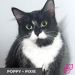 Photo of Poppy (bonded with Pixie)
