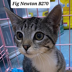 Photo of Fig Newton B270